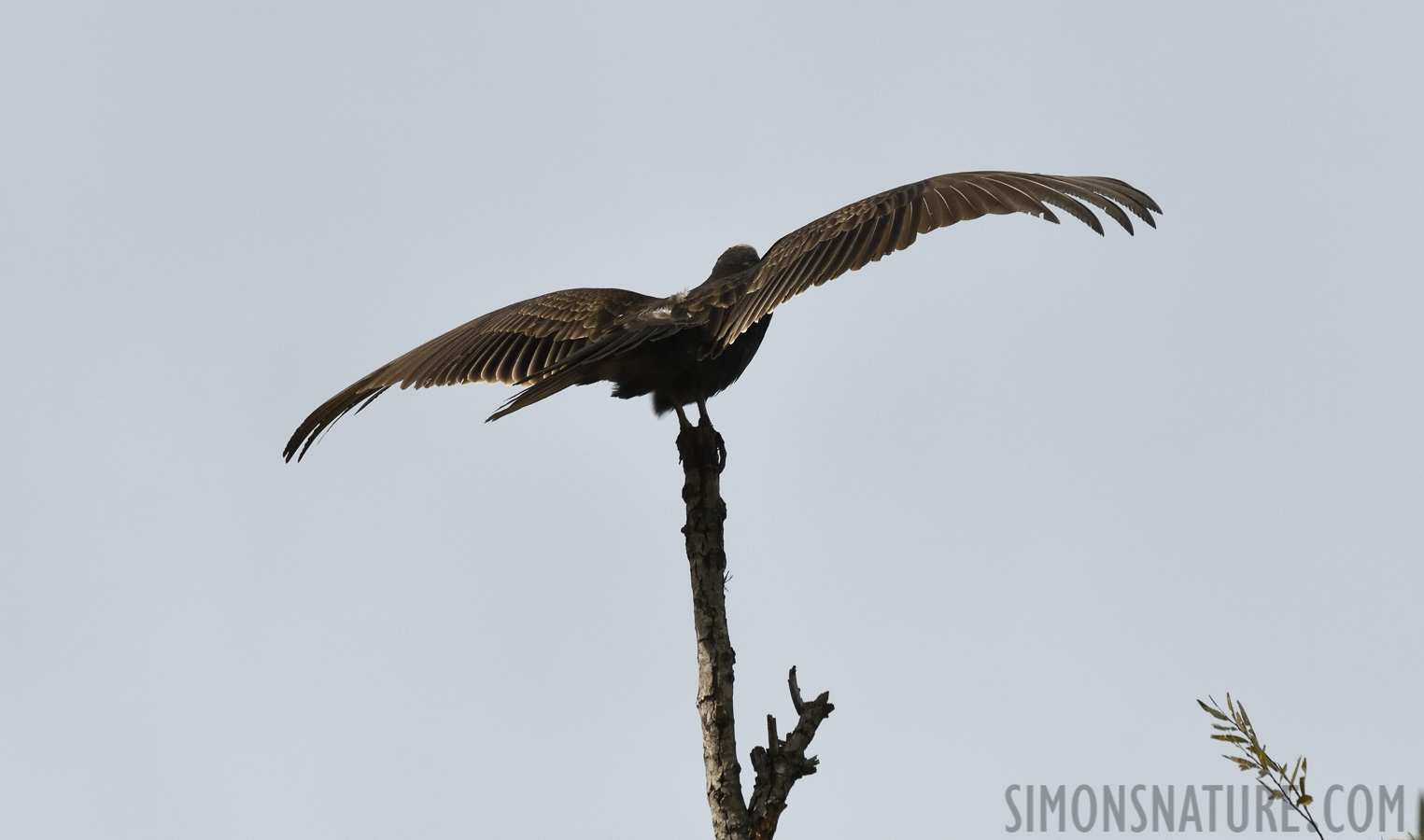 Cathartes aura septentrionalis [400 mm, 1/5000 Sek. bei f / 8.0, ISO 1000]